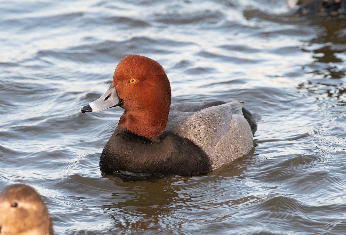 Redhead - ML129981901