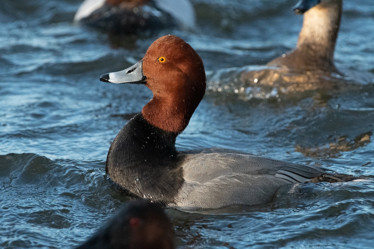 Redhead - ML129981911