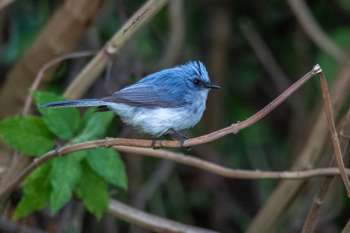 White-tailed Blue Flycatcher - ML129982011