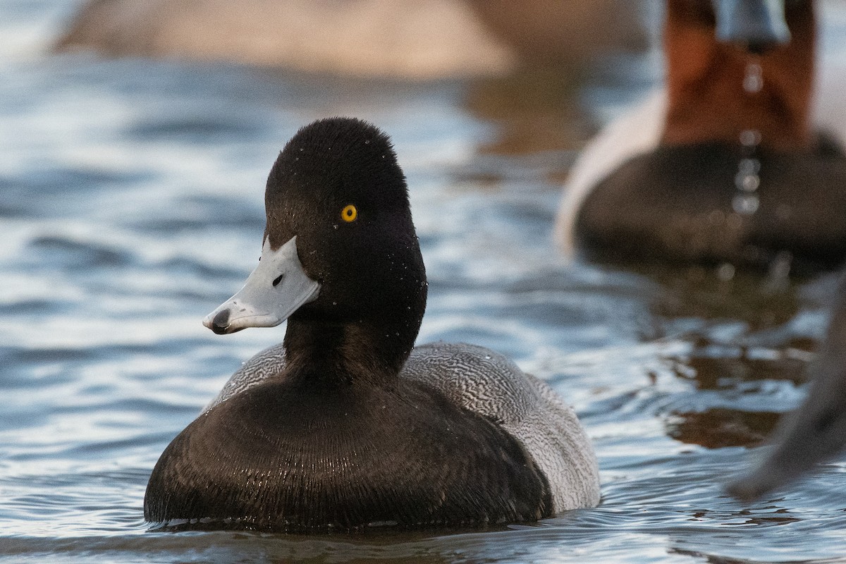 Lesser Scaup - ML129982031