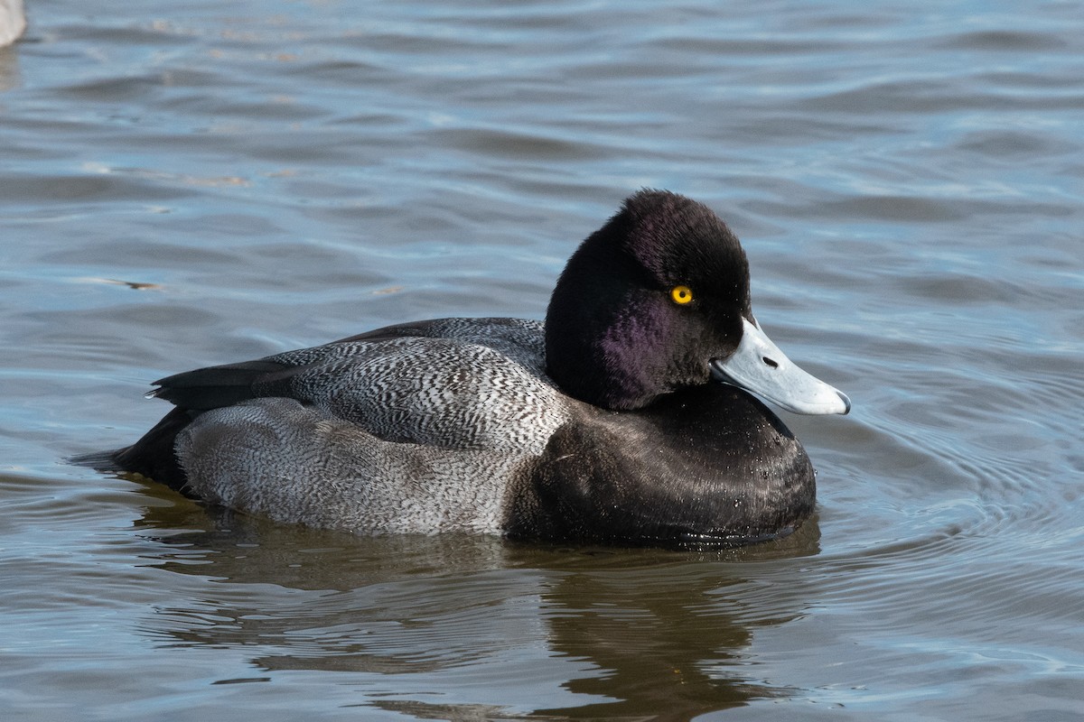 Lesser Scaup - ML129982061