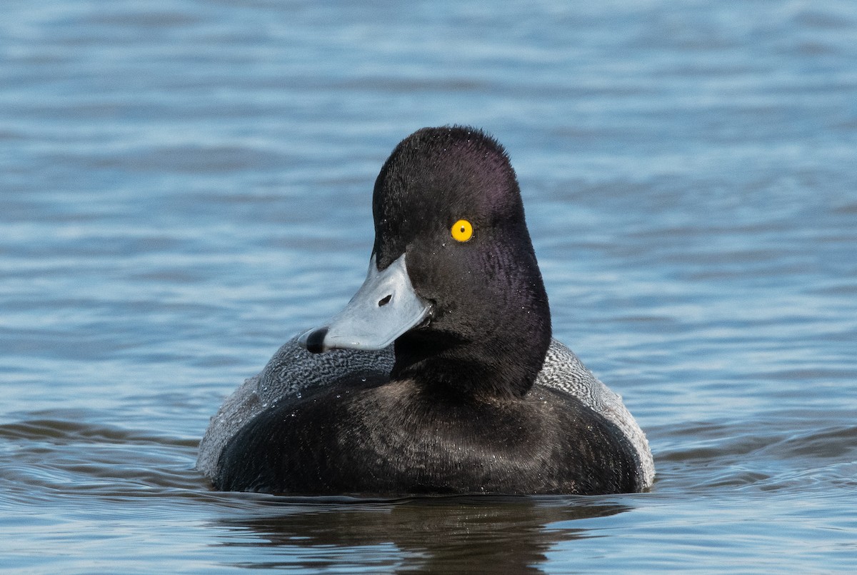 Lesser Scaup - ML129982071