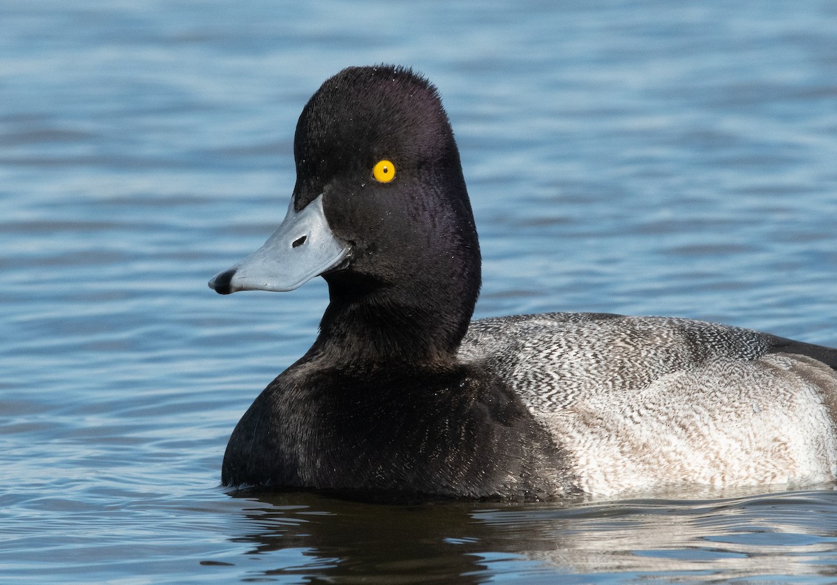 Lesser Scaup - ML129982101