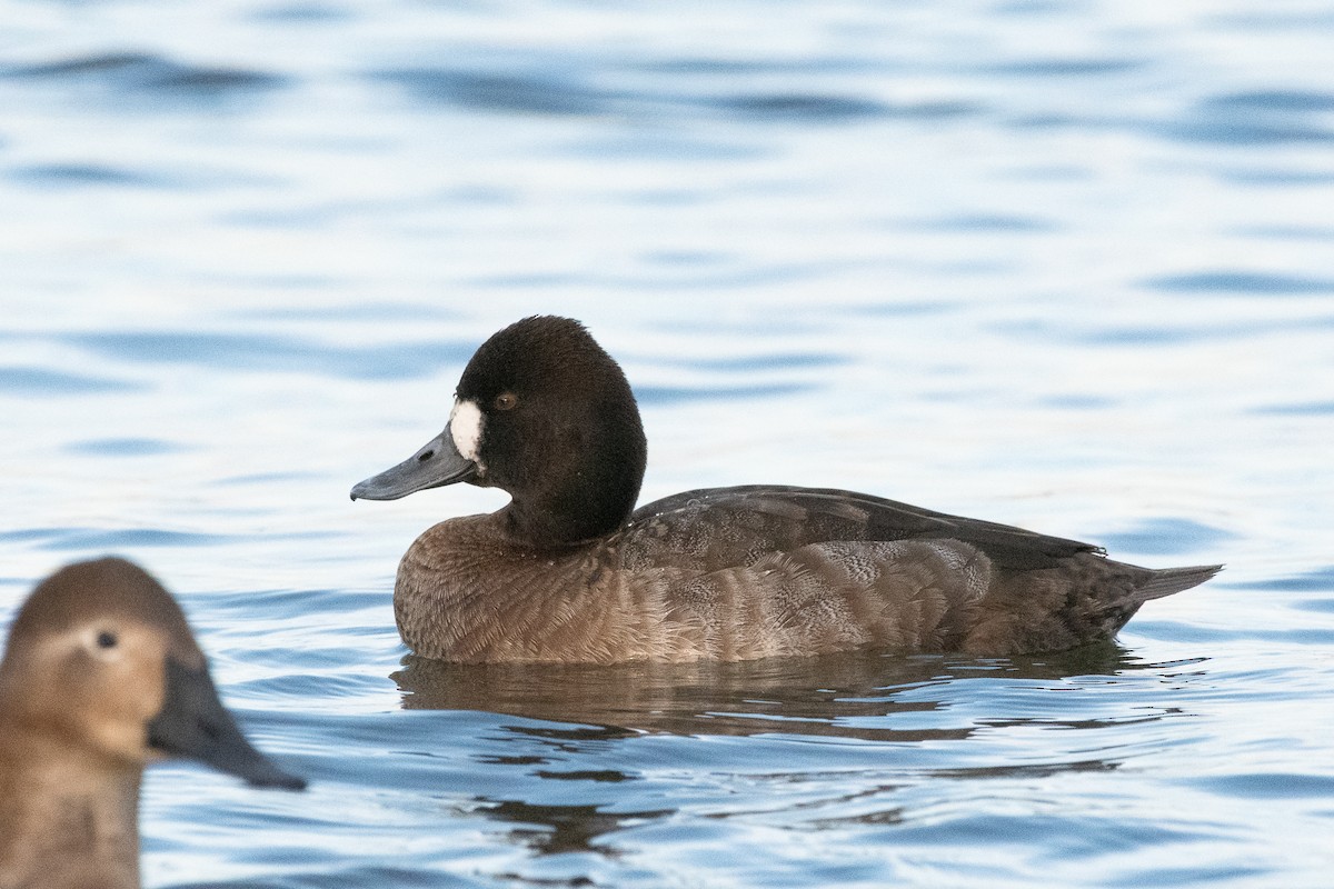 Lesser Scaup - ML129983061