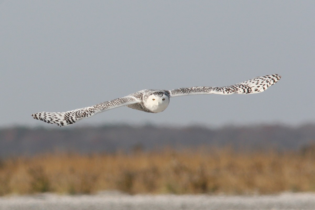 Snowy Owl - ML129983101