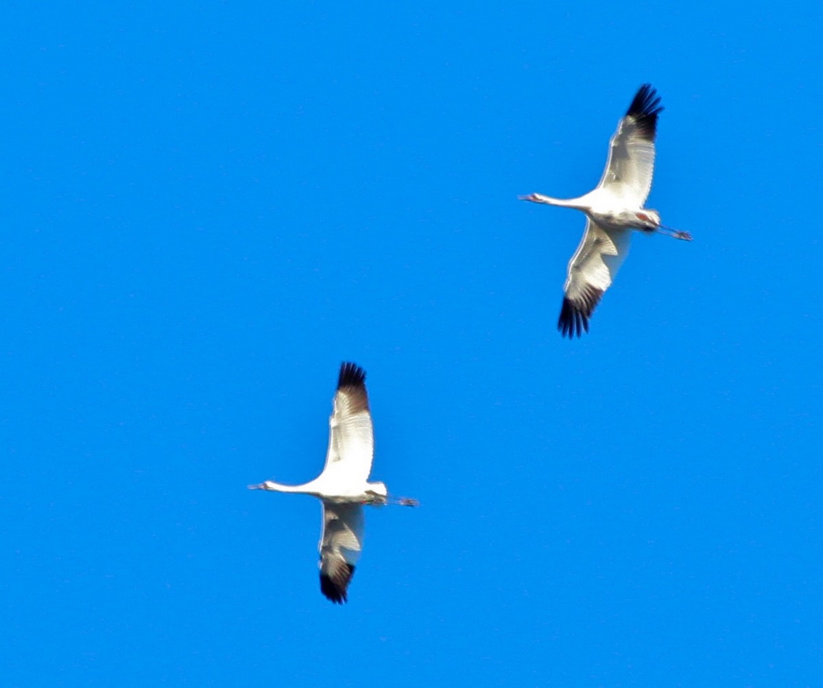 Whooping Crane - ML129983521