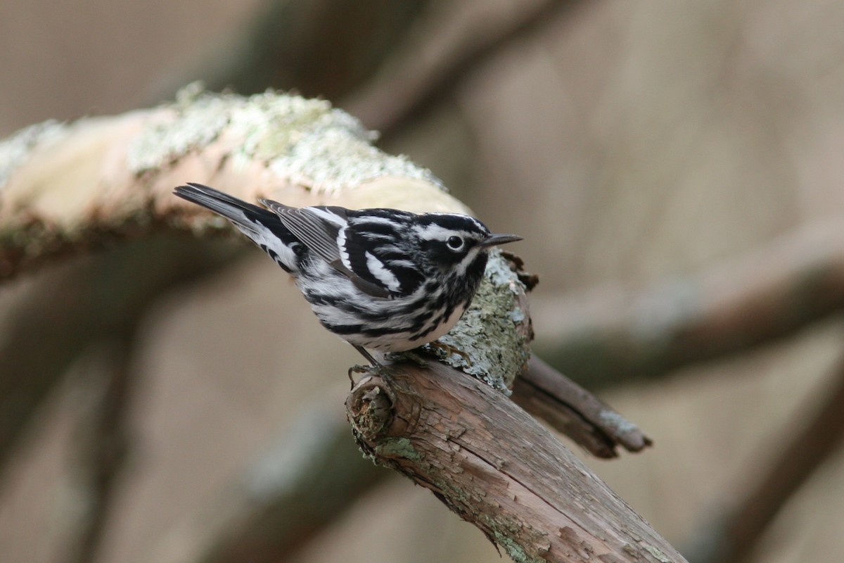 Black-and-white Warbler - ML129983611