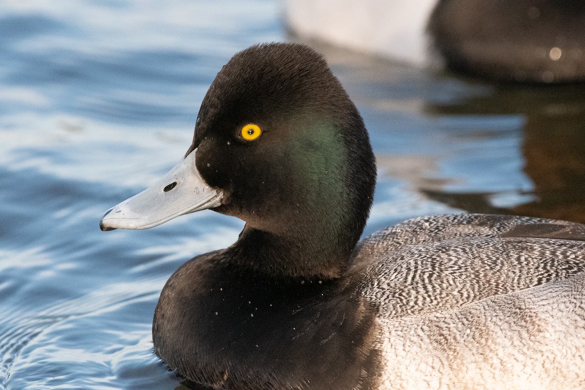 Lesser Scaup - ML129983691