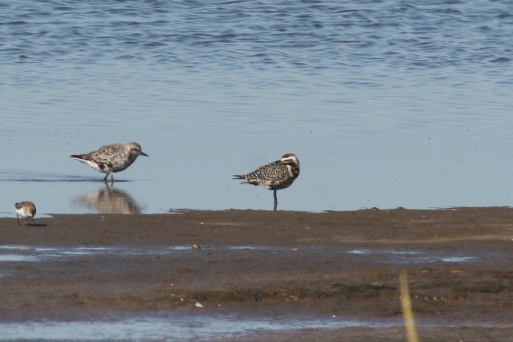 American Golden-Plover - Jesse Amesbury