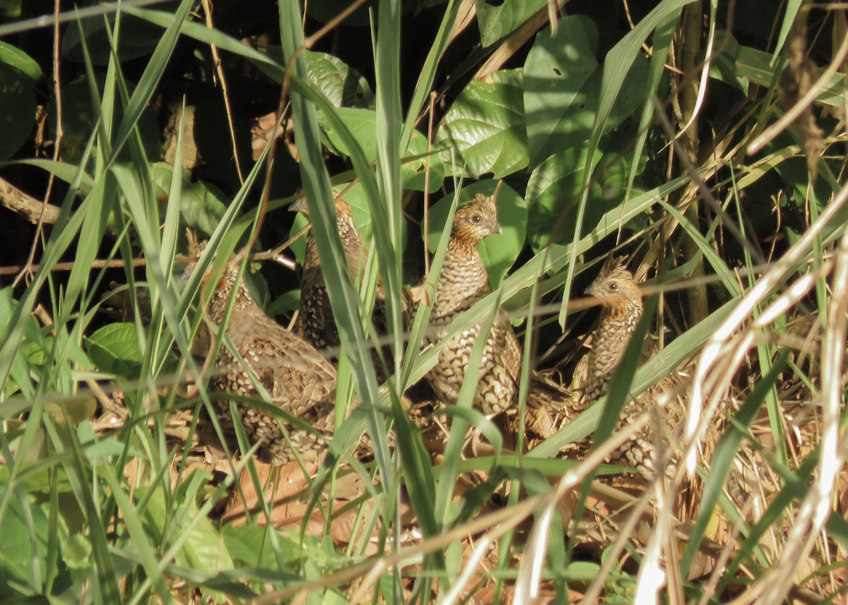 Crested Bobwhite (Crested) - ML129985041