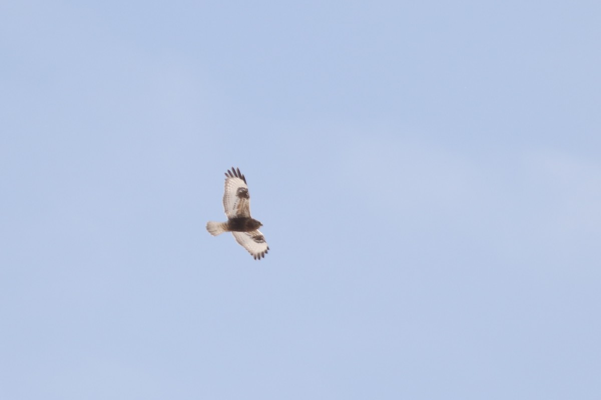 Rough-legged Hawk - ML129985141