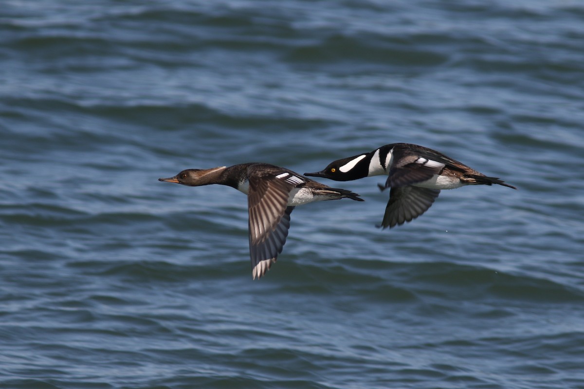 Hooded Merganser - ML129985151