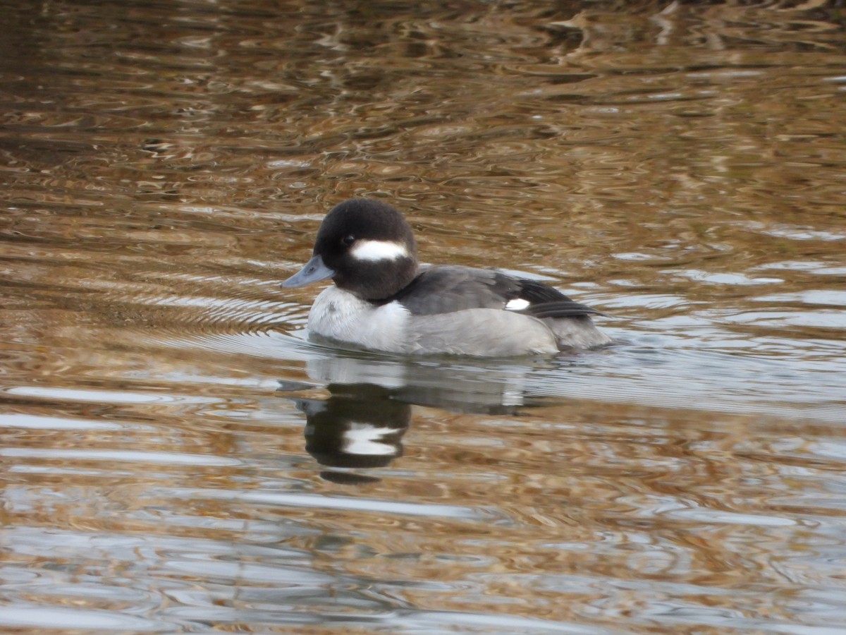 Bufflehead - ML129985681