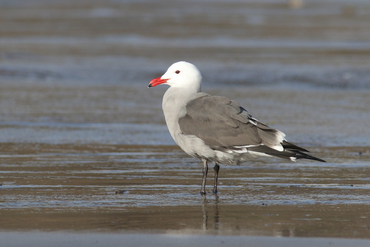 Gaviota Mexicana - ML129985841