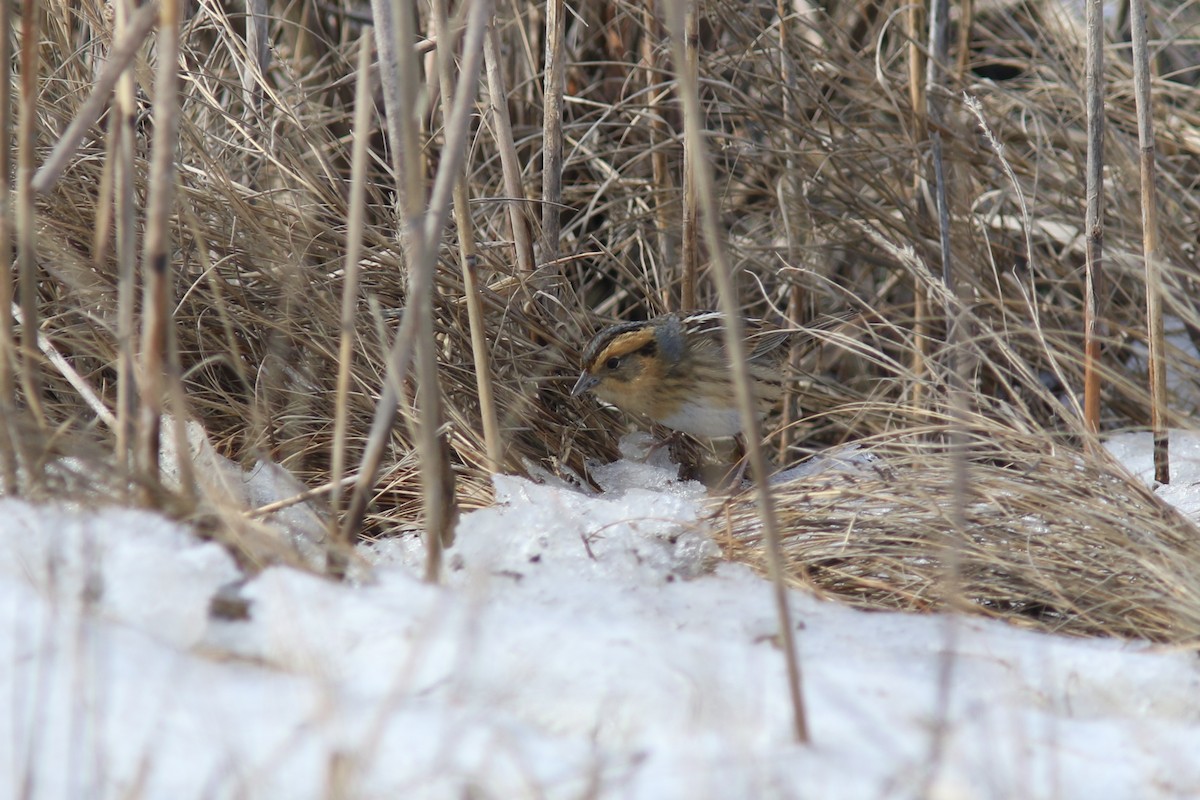 Nelson's Sparrow (Interior) - Jesse Amesbury