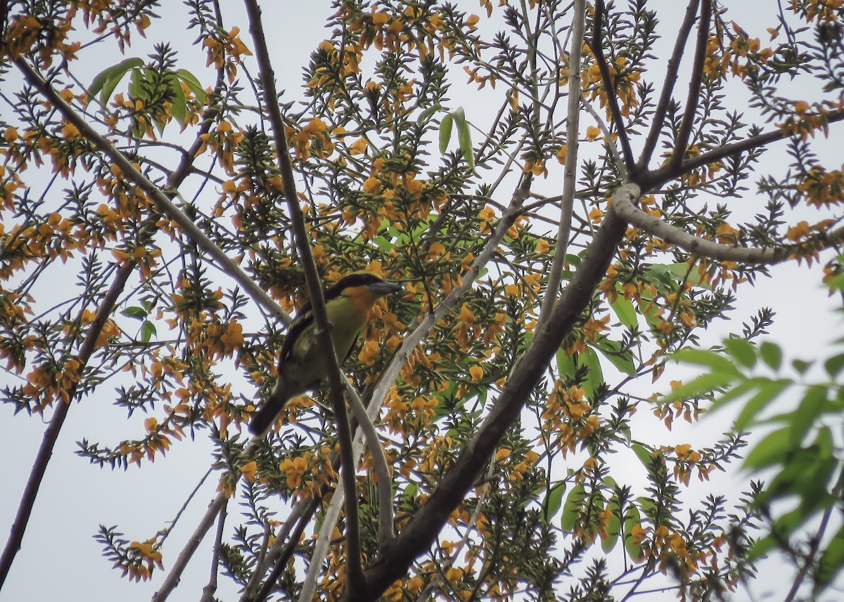 Gilded Barbet - ML129985941