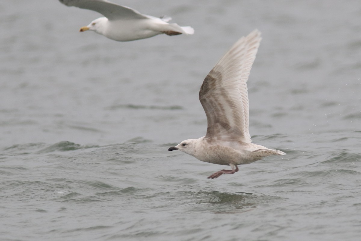 Gaviota Groenlandesa (kumlieni/glaucoides) - ML129986011