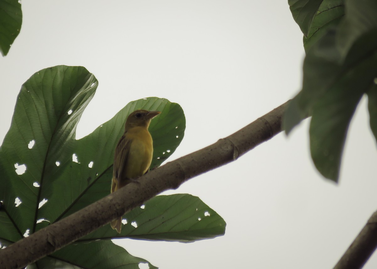 Summer Tanager - ML129986101