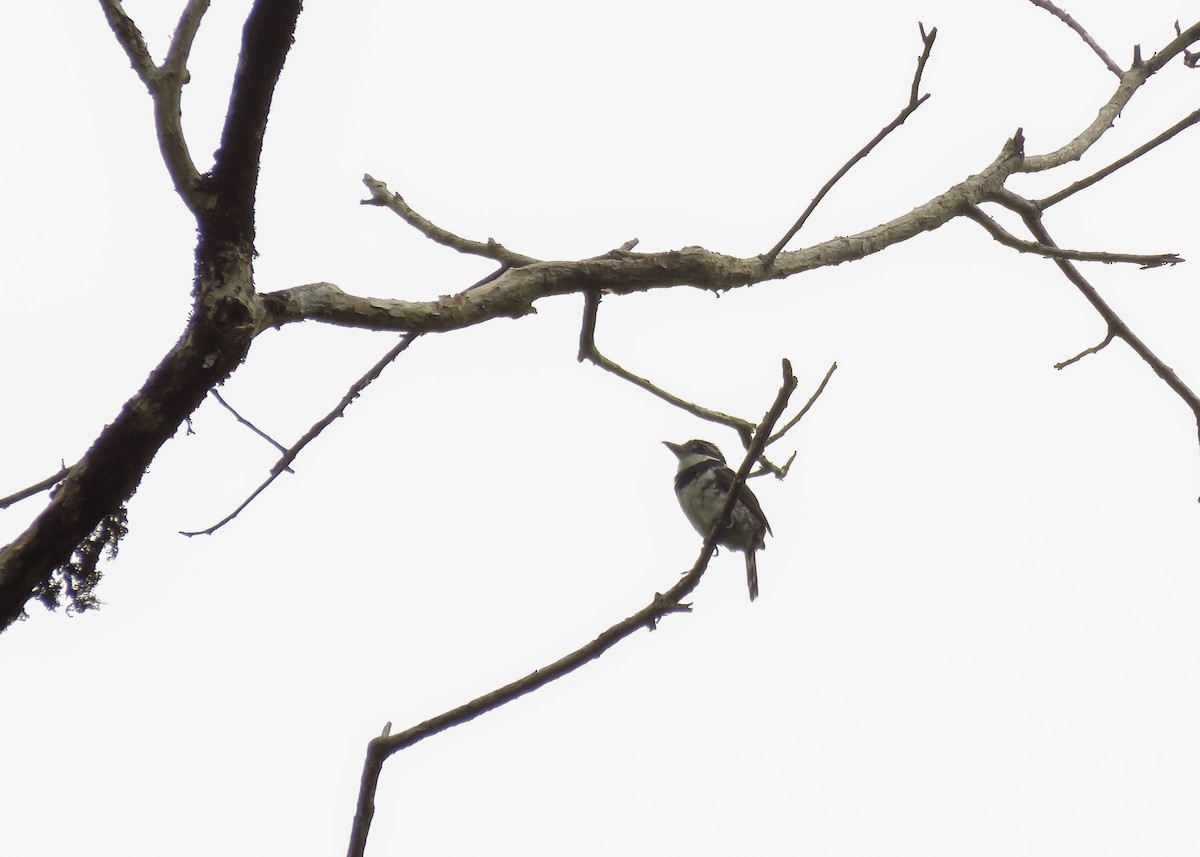 Pied Puffbird (Greater) - ML129986171