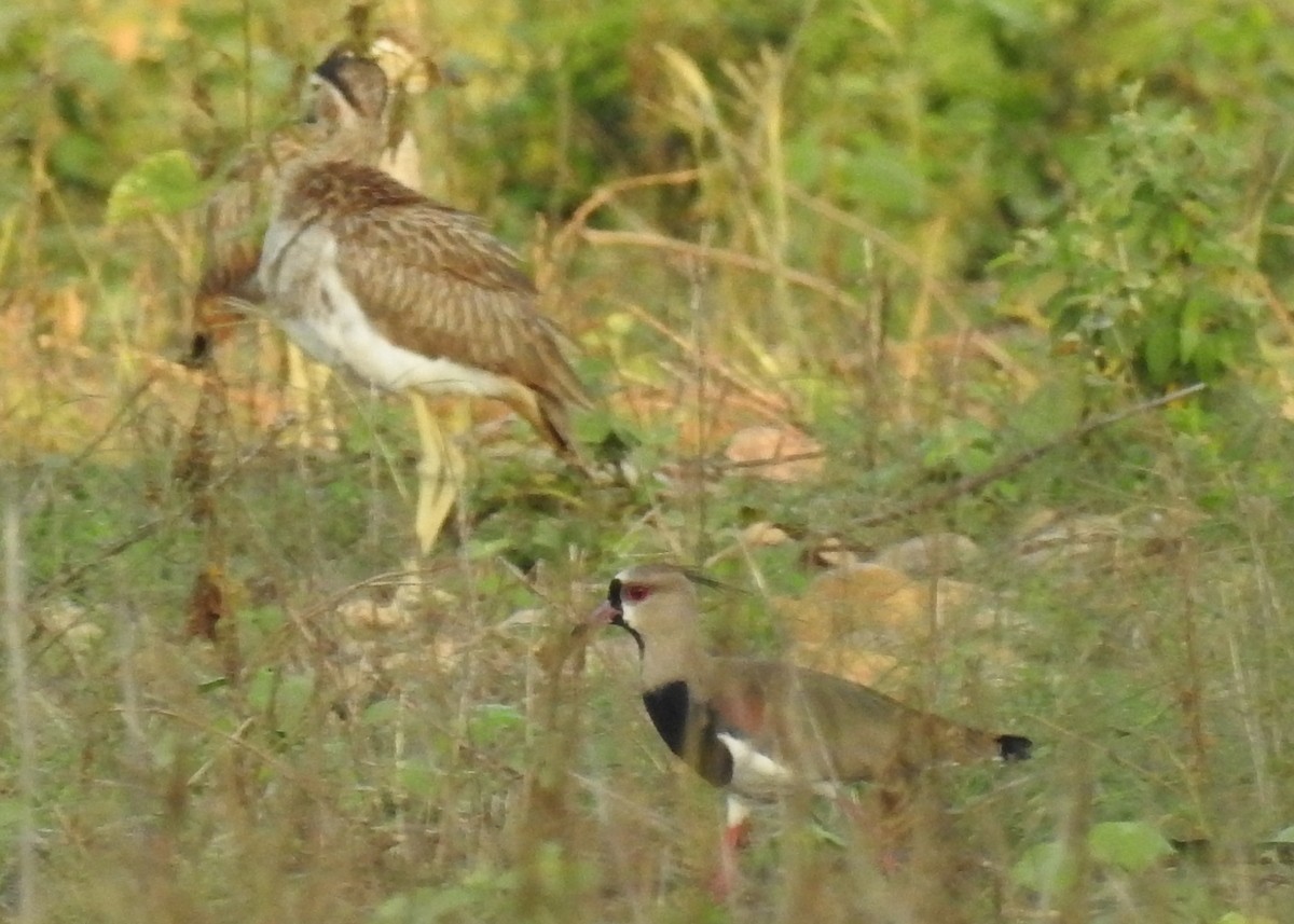 Southern Lapwing (cayennensis) - ML129986221