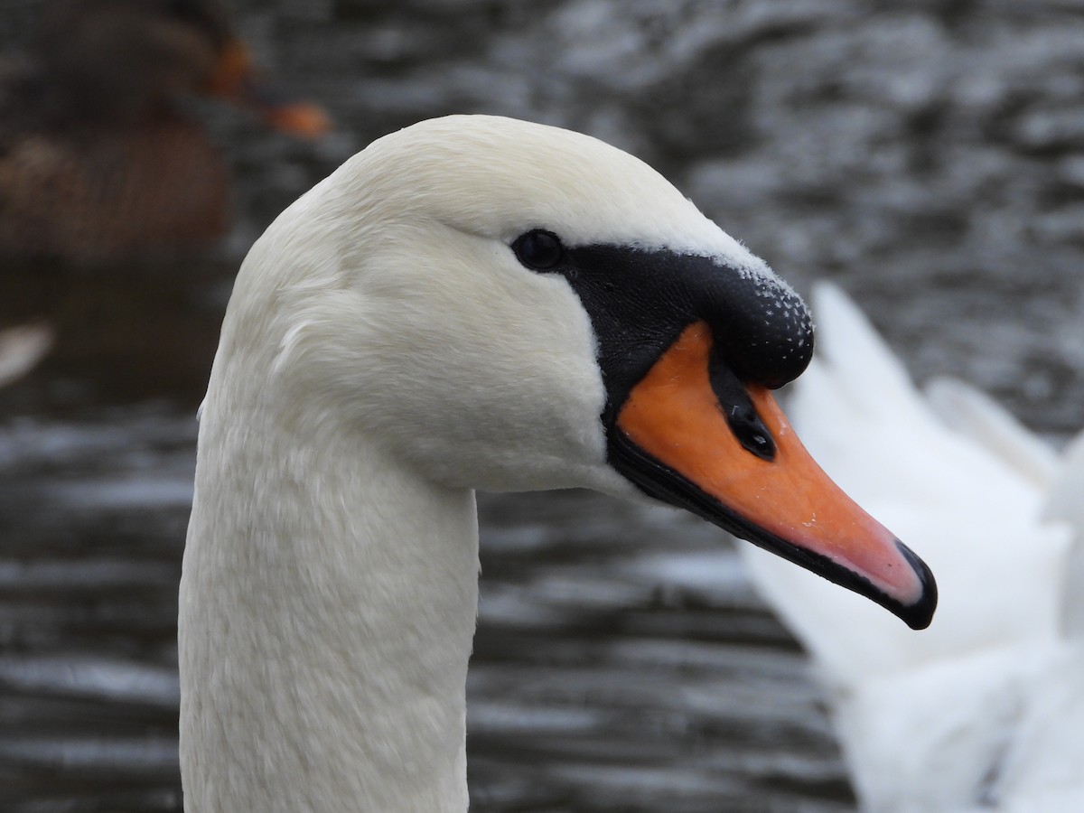 Cygne tuberculé - ML129986231