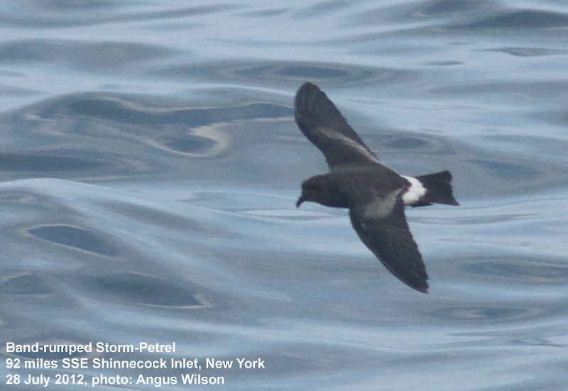 Band-rumped Storm-Petrel - ML129986521