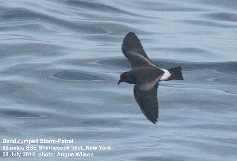 Band-rumped Storm-Petrel - ML129986551