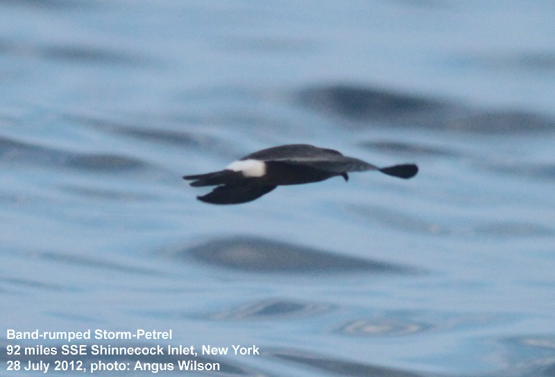 Band-rumped Storm-Petrel - ML129986571