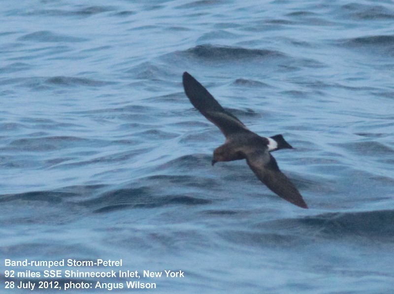 Band-rumped Storm-Petrel - ML129986591