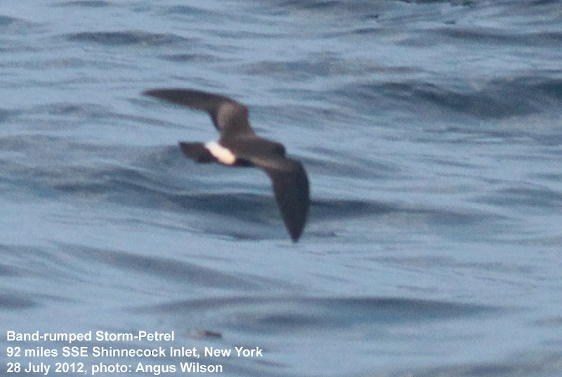 Band-rumped Storm-Petrel - ML129986611