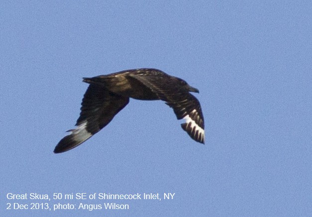 Great Skua - ML129986731