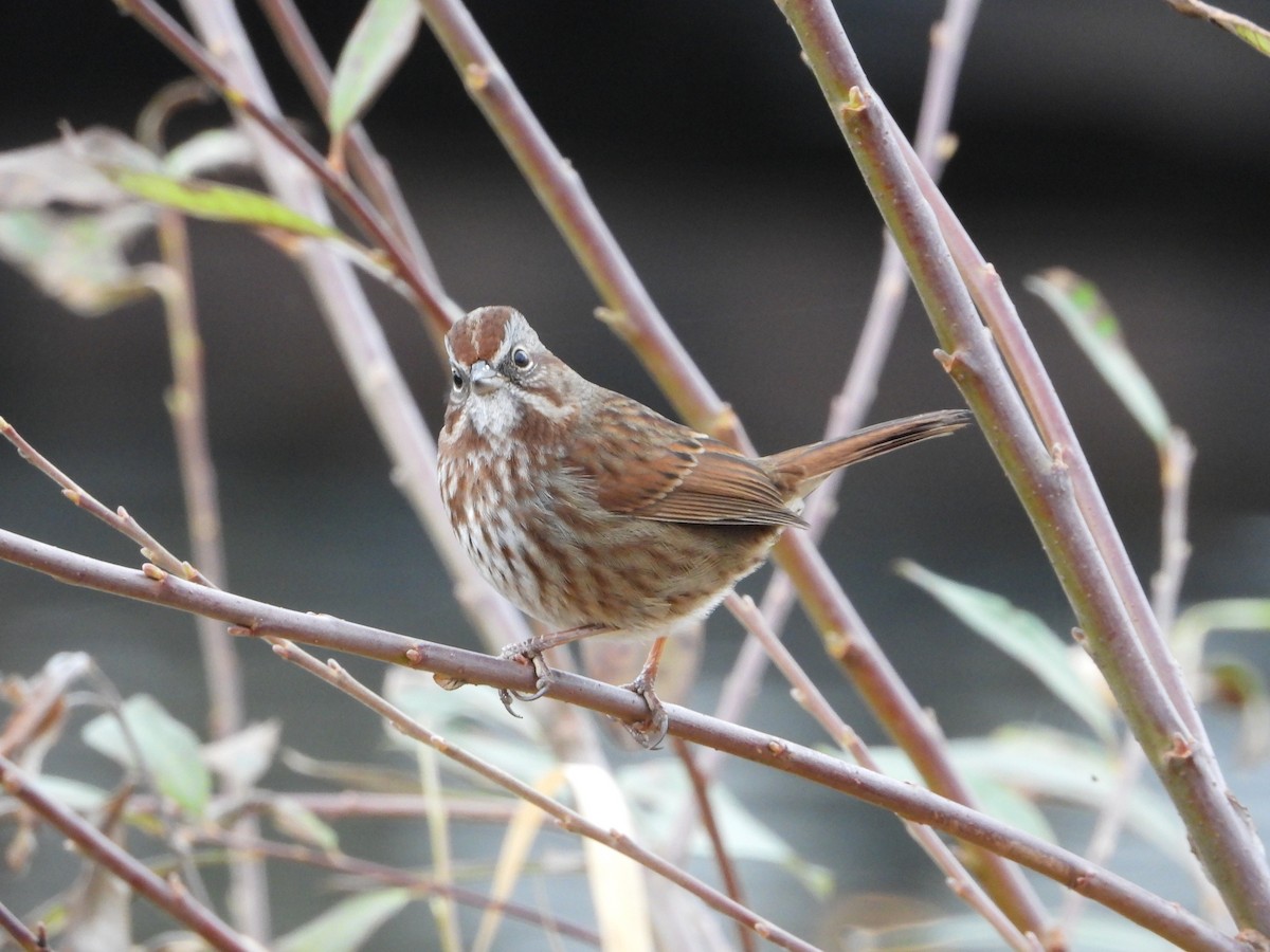 Song Sparrow - ML129986761