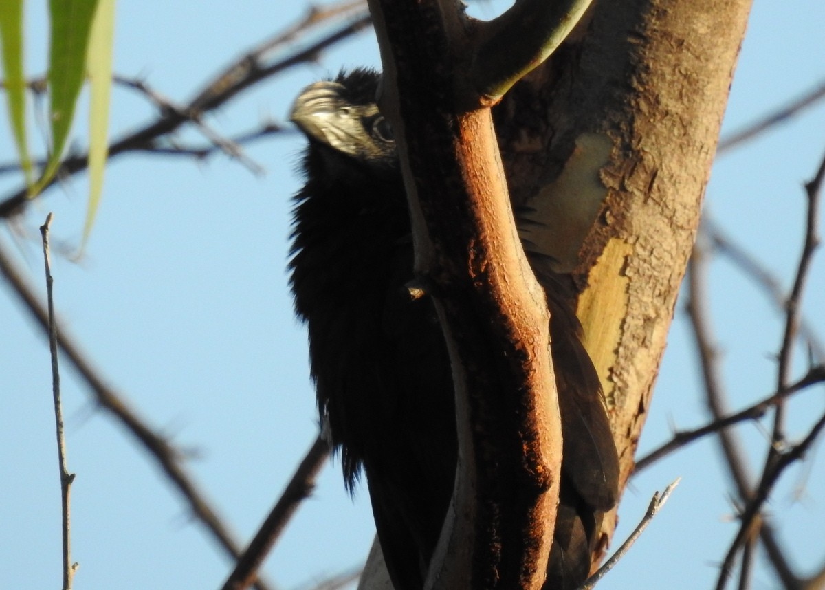 Groove-billed Ani - ML129987201