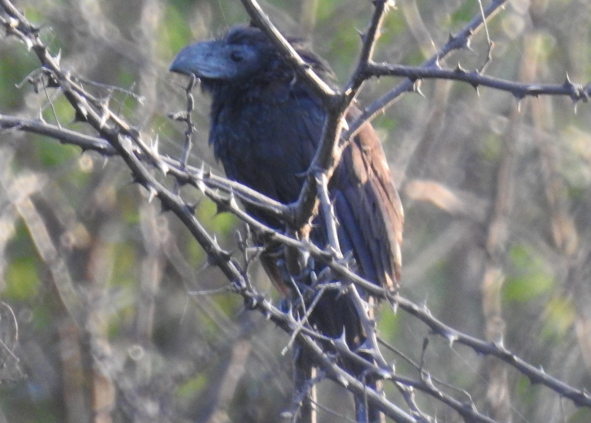 Groove-billed Ani - ML129987211