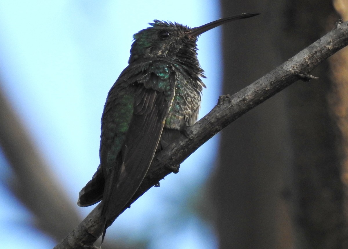 Shining-green Hummingbird - ML129987401