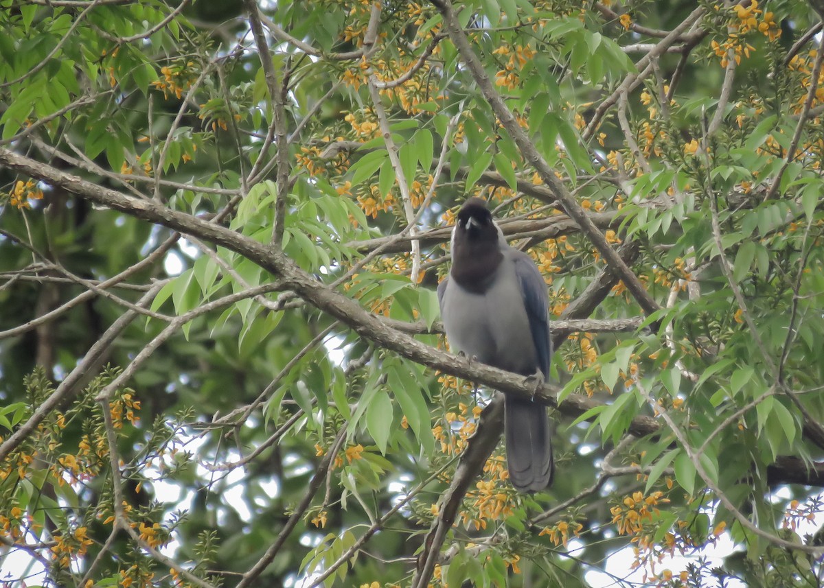 Violaceous Jay - ML129987921