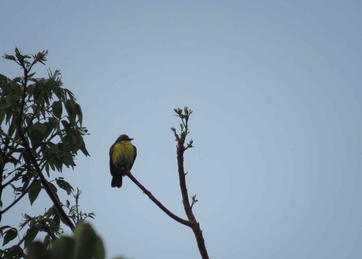 Dusky-chested Flycatcher - ML129988291