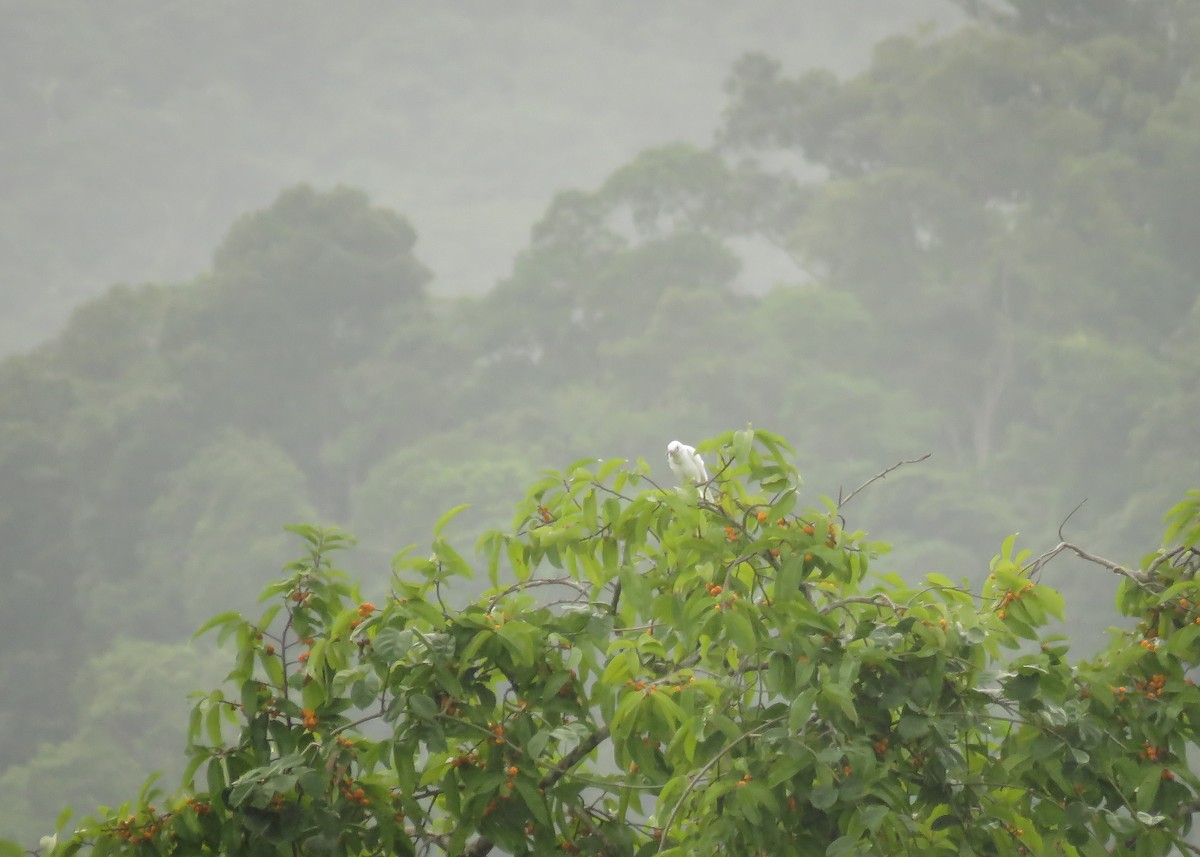 White Bellbird - ML129988541