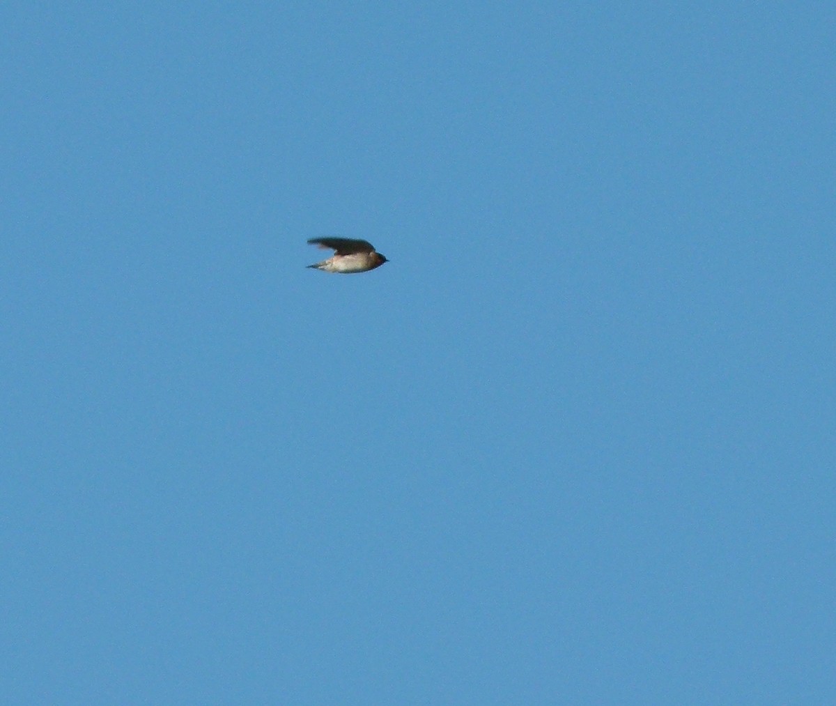 Cave Swallow - ML129988681
