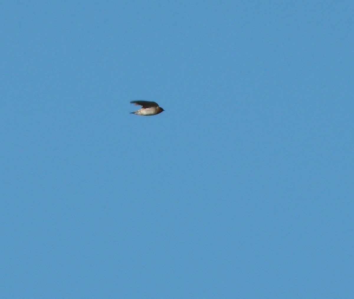 Cave Swallow - ML129988681