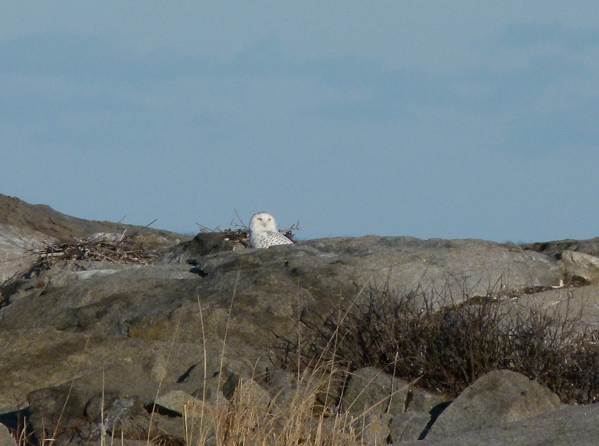 Snowy Owl - ML129989031