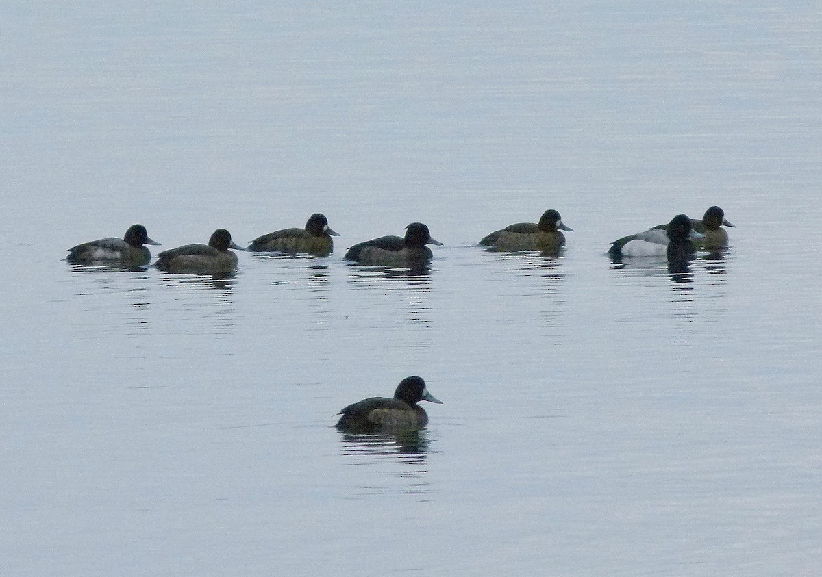 Tufted Duck - ML129989681