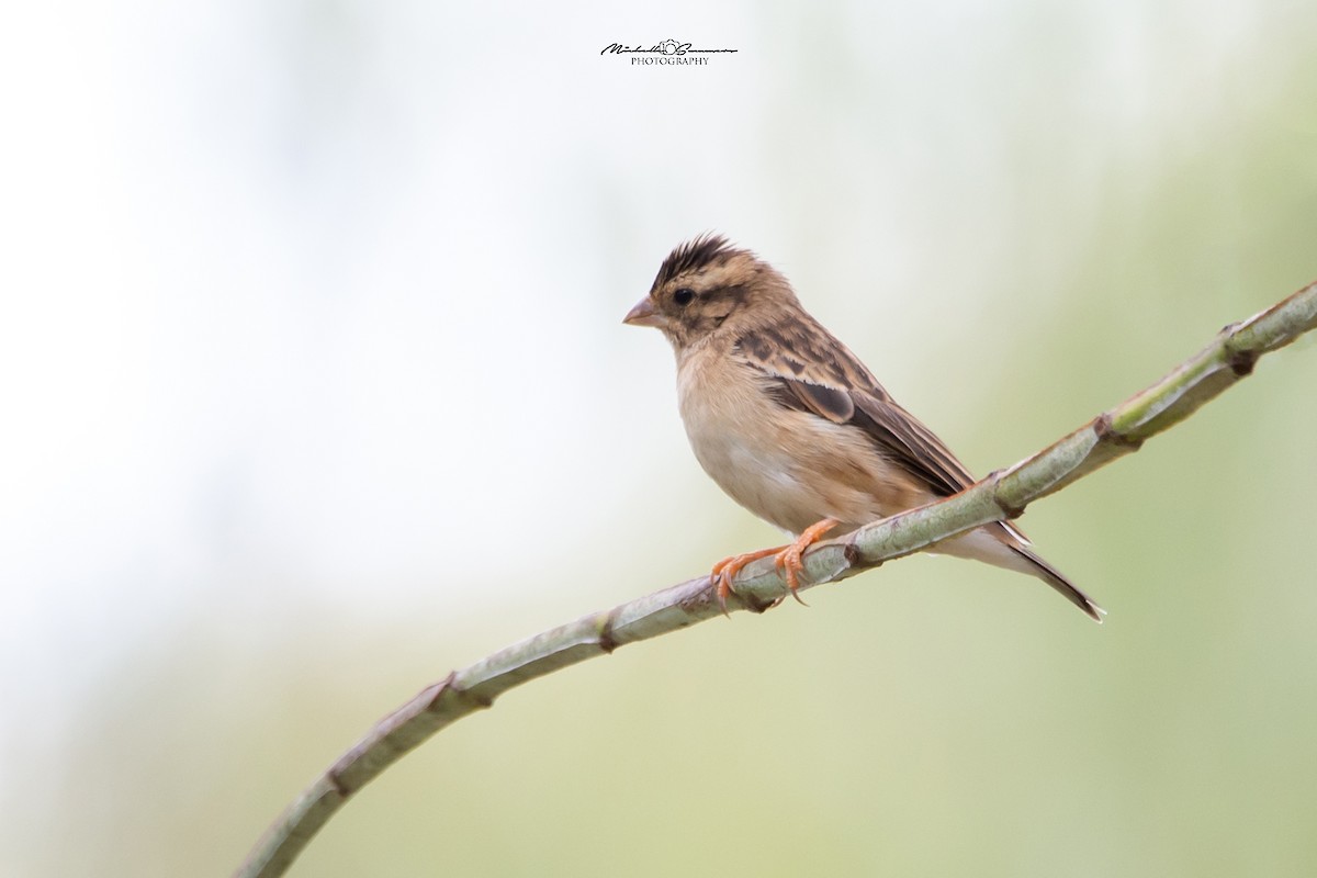 Village Indigobird - ML129990061