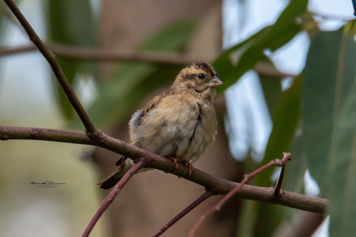 Village Indigobird - ML129990091