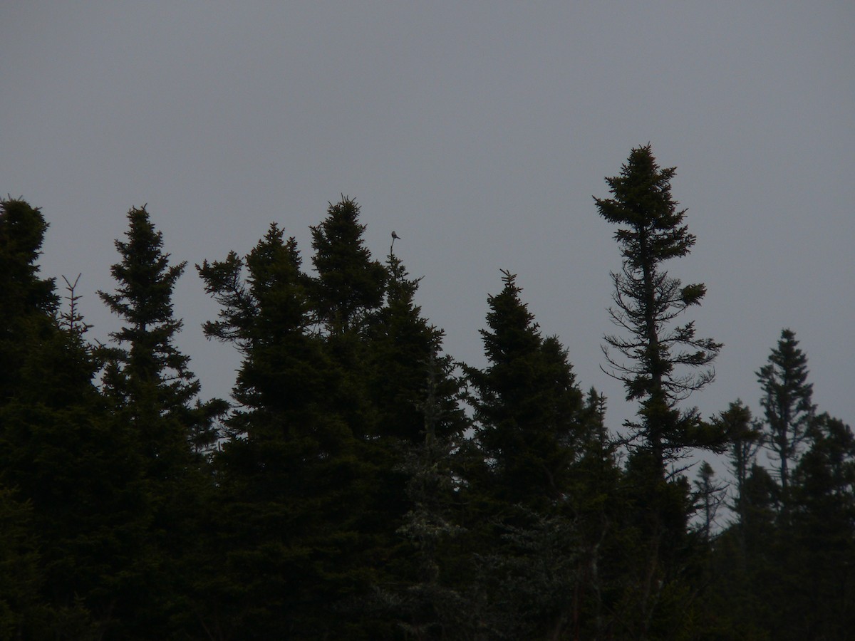 Loggerhead Shrike - ML129990521