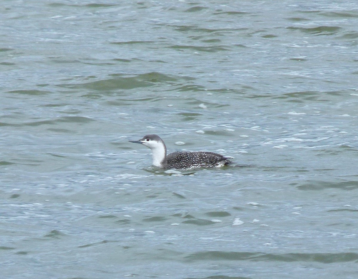 Red-throated Loon - ML129992821