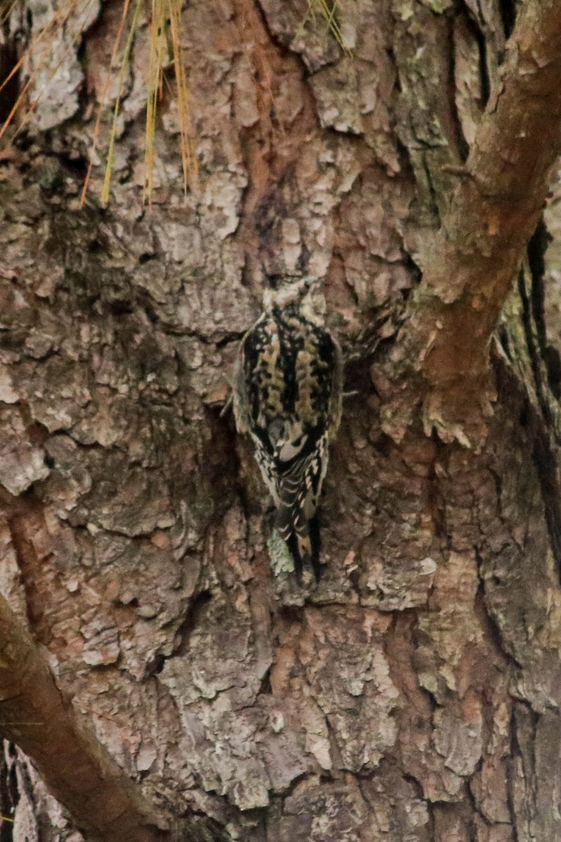 Yellow-bellied Sapsucker - ML129992901