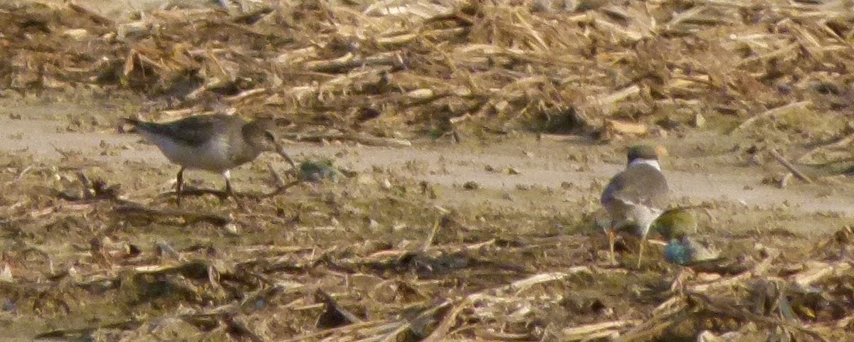 Baird's Sandpiper - ML129993771