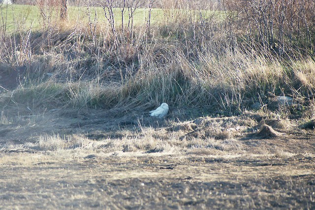 Snowy Owl - Frank Marenghi