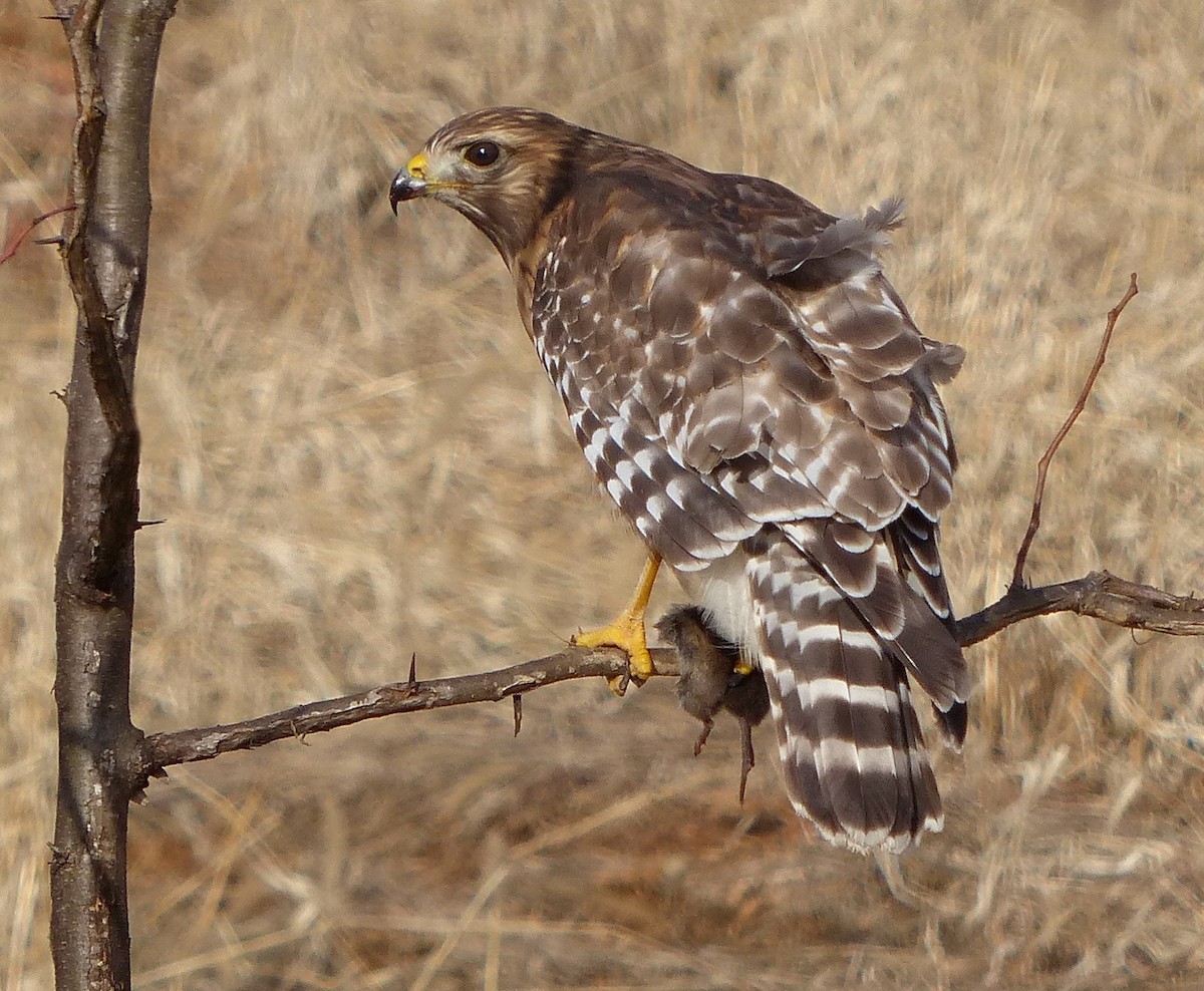 Red-shouldered Hawk - ML129994341